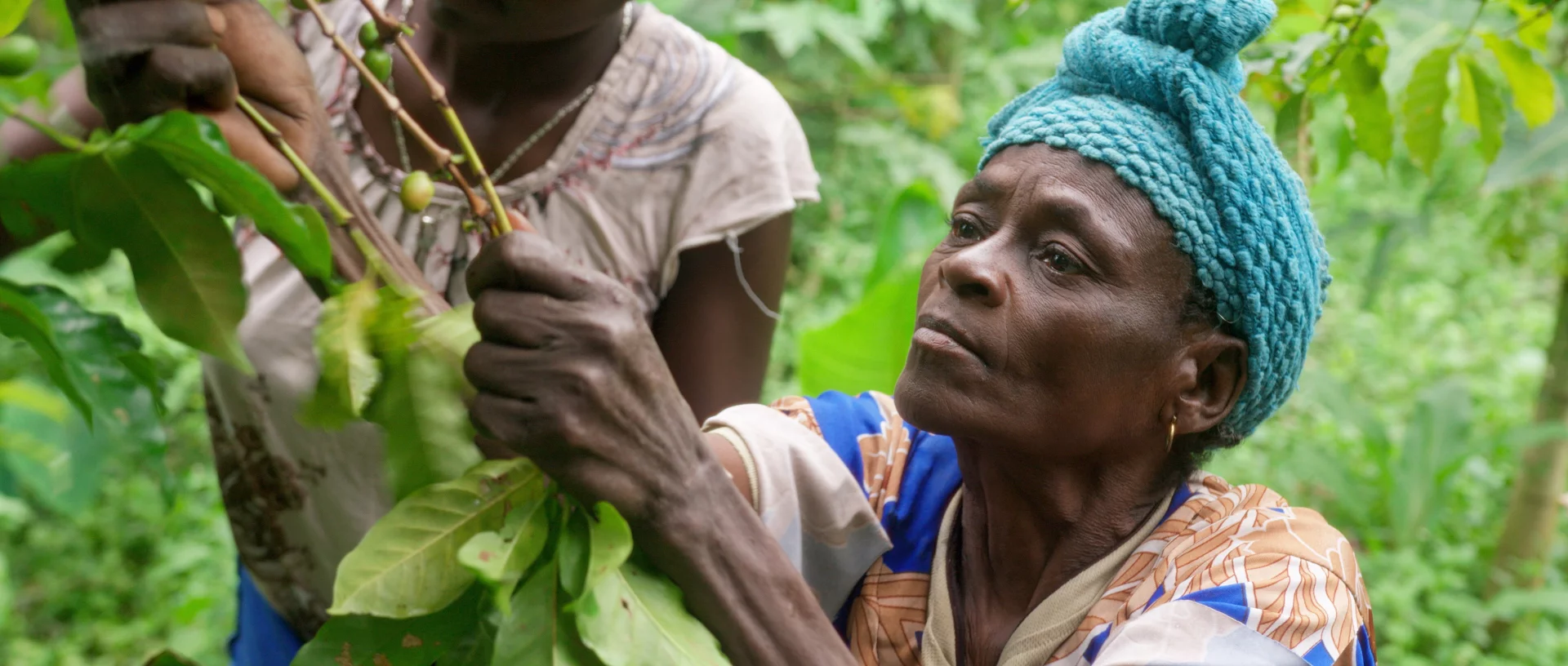 Docu · café d’Éthiopie en agroforesterie